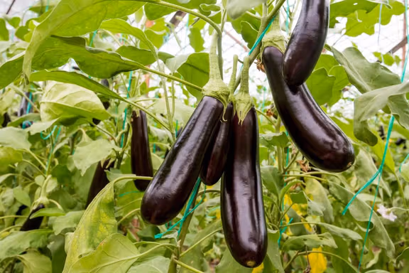 Eggplants growing in an Iranian greenhouse