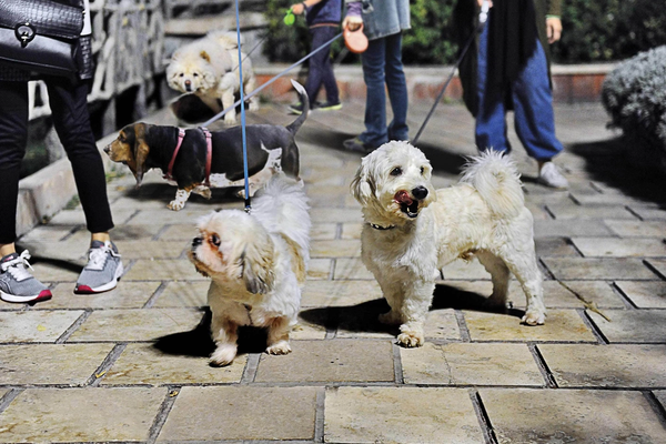 Iran Guards-linked media slams dog and cat imports, calls for ban